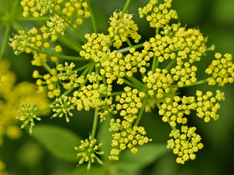 Rays branching from a highly compressed rachis of Zizia aurea (golden-alexanders) each bear a secondary umbel (umbellet) with multiple petiolate flowers of which the central one is nearly sessile.