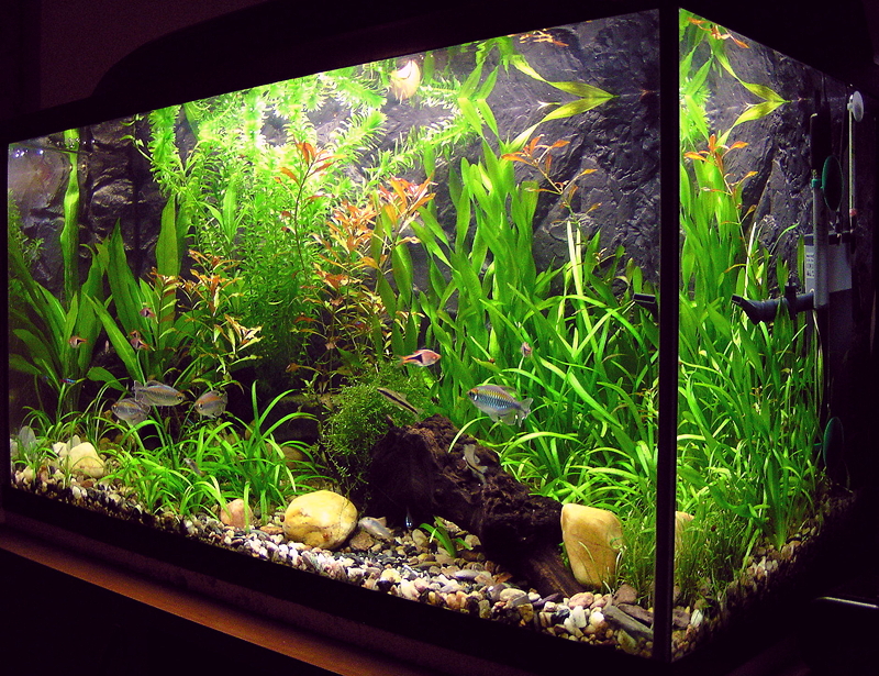 A small, 100-liter home aquarium. 