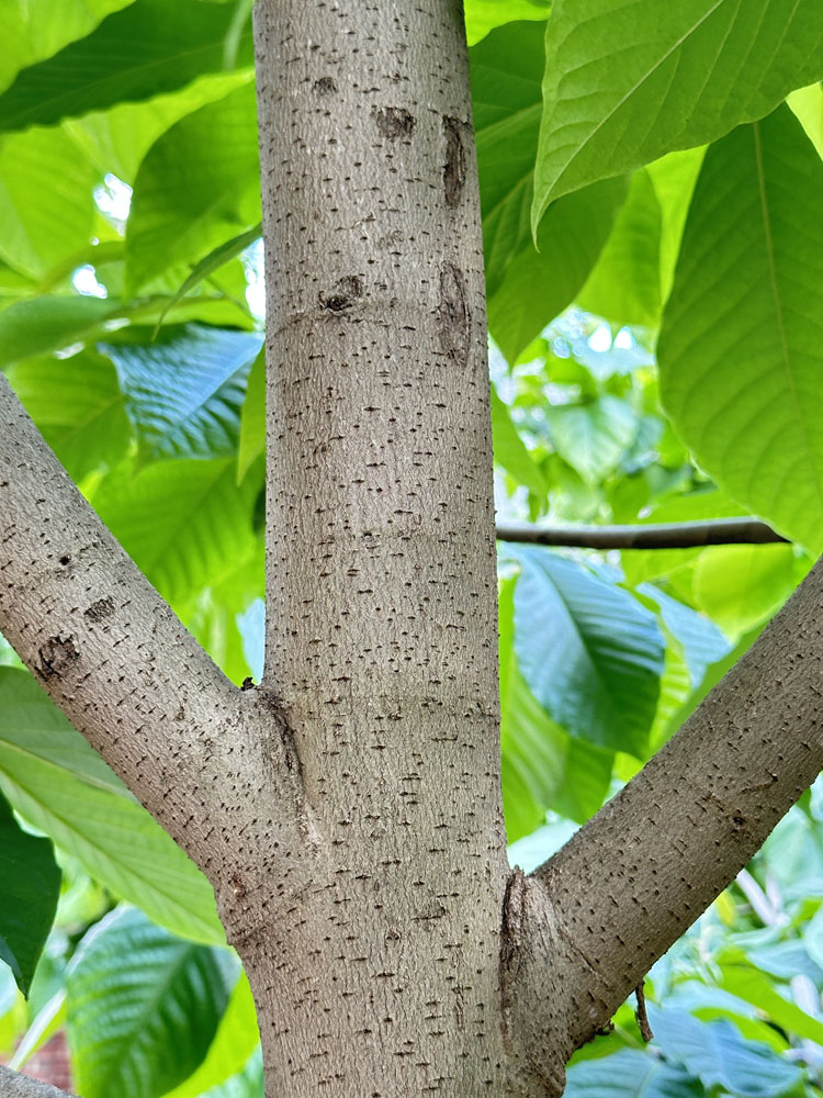 lenticellate bark and leaves of pawpaw