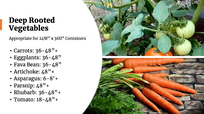 list of deep rooted vegetables