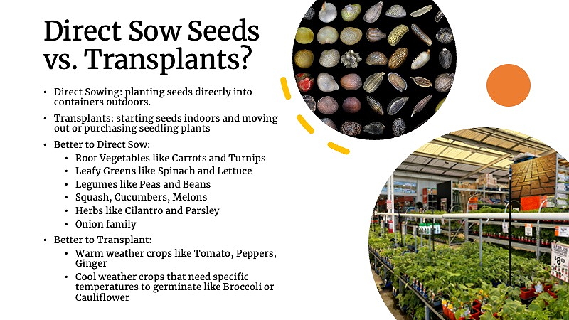 Direct sow vs transplant recommendations
