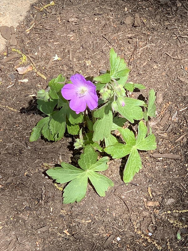 Wild Geranium (Geranium maculatum)