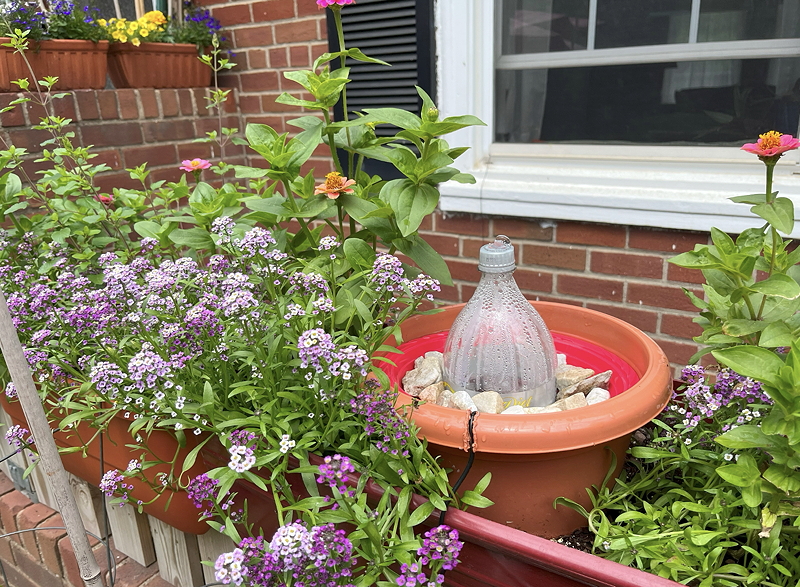Container garden featuring a homemade water fountain made from a plastic bottle, surrounded by colorful flowering plants in pots.