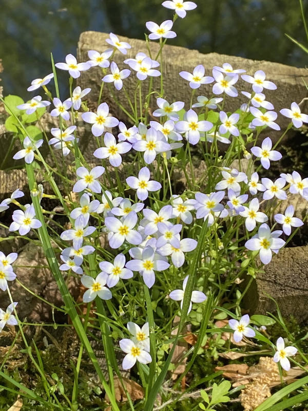 Close-up of Bluets