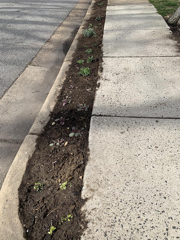 Hell strip immediately after planting