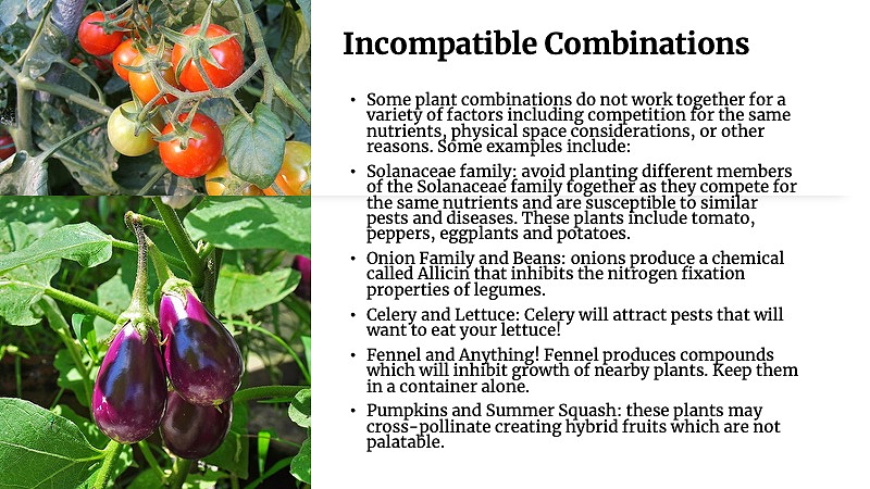 List of plants that are incompatible in containers