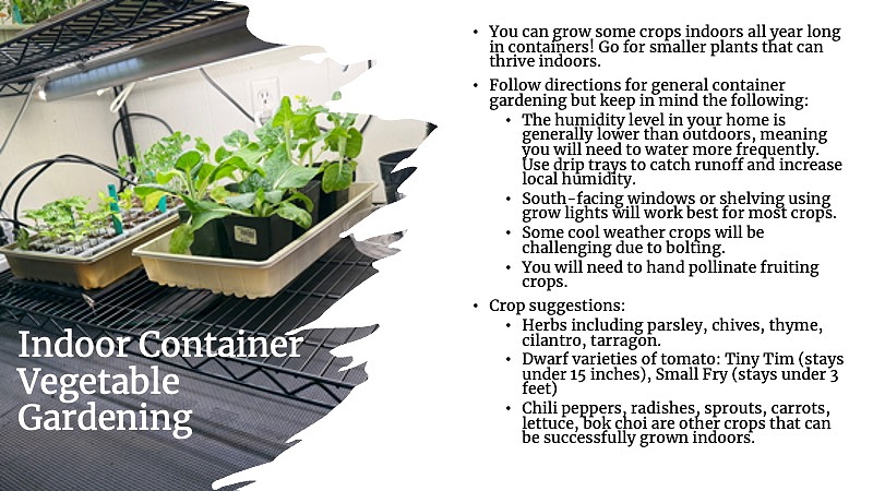 recommended plants for indoor container gardening