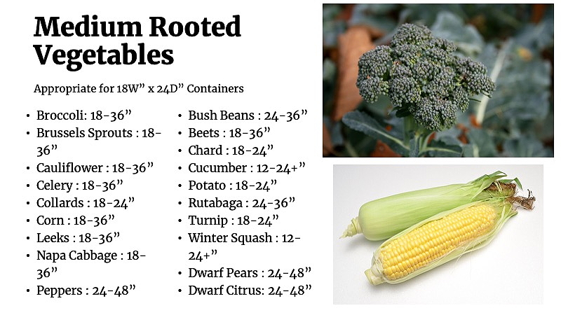 list of medium rooted vegetables