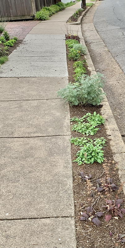narrow flower bed with plants