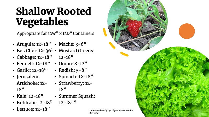 list of shallow rooted vegetables