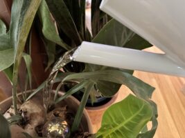 Carrying a small watering can to your plants is an accessible way to water, but can be time consuming.