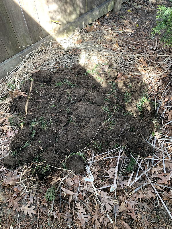 Upside down sod in the compost pile