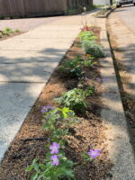thriving plants in narrow bed
