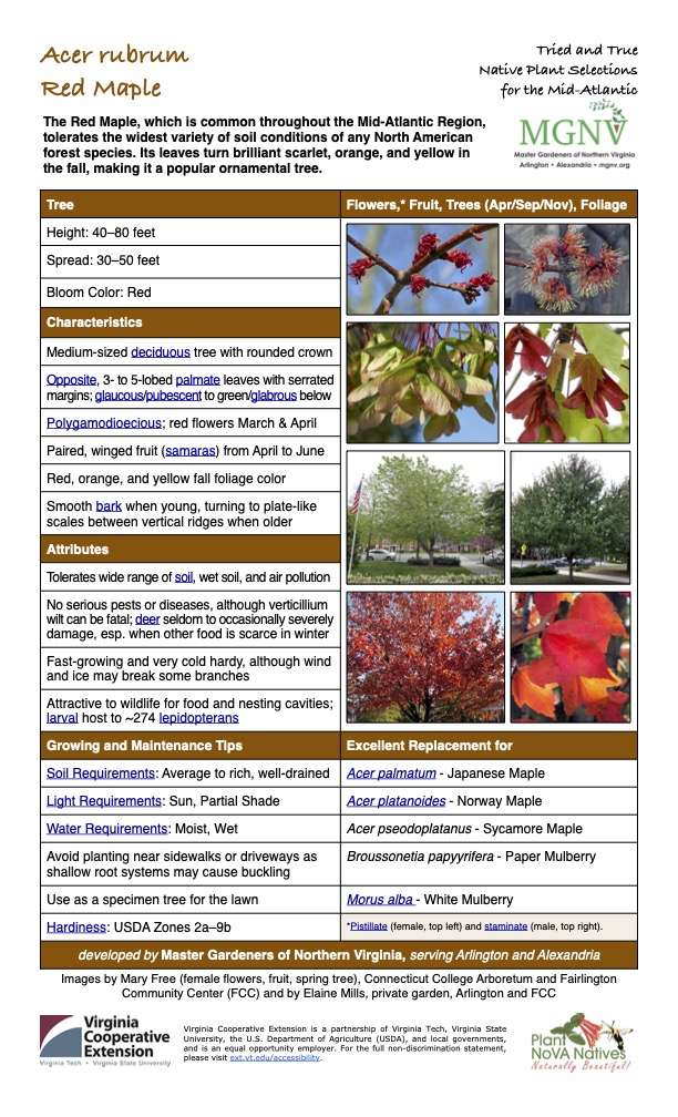 Acer rubrum
Tried and True Native Plant Selections Red Maple for the Mid-Atlantic
The Red Maple, which is common throughout the Mid-Atlantic Region, tolerates the widest variety of soil conditions of any North American forest species. Its leaves turn brilliant scarlet, orange, and yellow in the fall, making it a popular ornamental tree.
Tree Flowers,* Fruit, Trees (Apr/Sep/Nov), Foliage
Height: 40–80 feet
Spread: 30–50 feet
Bloom Color: Red
Characteristics
Medium-sized deciduous tree with rounded crown
Opposite, 3- to 5-lobed palmate leaves with serrated margins; glaucous/pubescent to green/glabrous below
Polygamodioecious; red flowers March & April
Paired, winged fruit (samaras) from April to June
Red, orange, and yellow fall foliage color
Smooth bark when young, turning to plate-like scales between vertical ridges when older
Attributes
Tolerates wide range of soil, wet soil, and air pollution
No serious pests or diseases, although verticillium wilt can be fatal; deer seldom to occasionally severely damage, esp. when other food is scarce in winter
Fast-growing and very cold hardy, although wind and ice may break some branches
Attractive to wildlife for food and nesting cavities; larval host to ~274 lepidopterans
Growing and Maintenance Tips
Soil Requirements: Average to rich, well-drained
Light Requirements: Sun, Partial Shade
Excellent Replacement for
Acer palmatum - Japanese Maple
Acer platanoides - Norway Maple
Water Requirements: Moist, Wet
Use as a specimen tree for the lawn
Acer pseodoplatanus - Sycamore Maple
Avoid planting near sidewalks or driveways as shallow root systems may cause buckling
Broussonetia papyyrifera - Paper Mulberry
Morus alba - White Mulberry
Hardiness: USDA Zones 2a–9b
*Pistillate (female, top left) and staminate (male, top right).
developed by Master Gardeners of Northern Virginia, serving Arlington and Alexandria
Images by Mary Free (female flowers, fruit, spring tree), Connecticut College Arboretum and Fairlington Community Center (FCC) and by Elaine Mills, private garden, Arlington and FCC