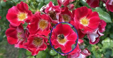 Bombus impatiens on Rosa in June.