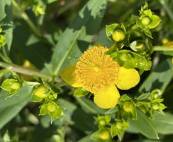 Hypericum prolificum (Shrubby St. John’s-wort) flower and buds in terminal or axillary cymes in late May.