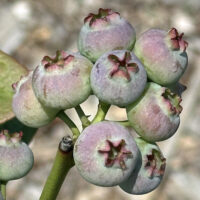 Vaccinium corymbosum (Northern Highbush Blueberry) fruit in June.