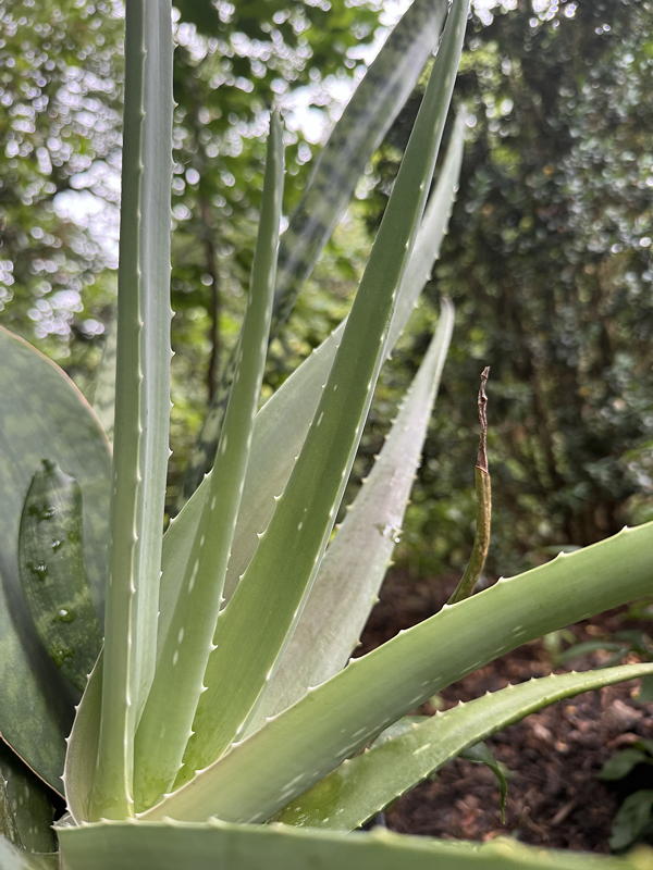 Aloe vera plant