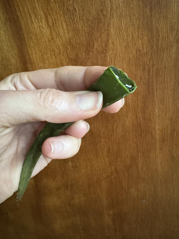 Cut aloe vera leaf exuding gel