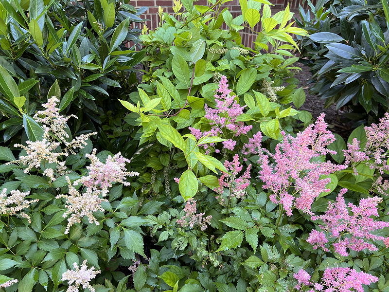 Astilbes in the Duncan garden.