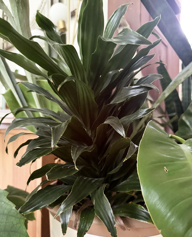 Dracaena Janet Craig