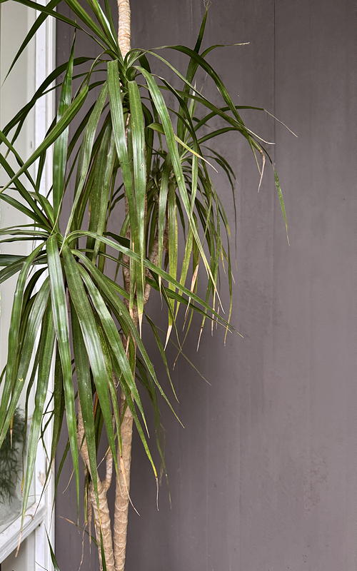 Dracaena marginata