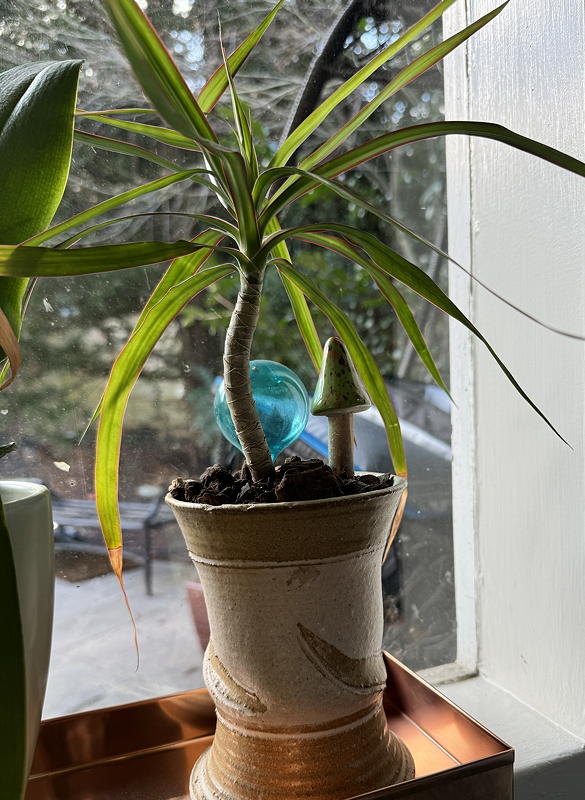Dracaena marginata cutting