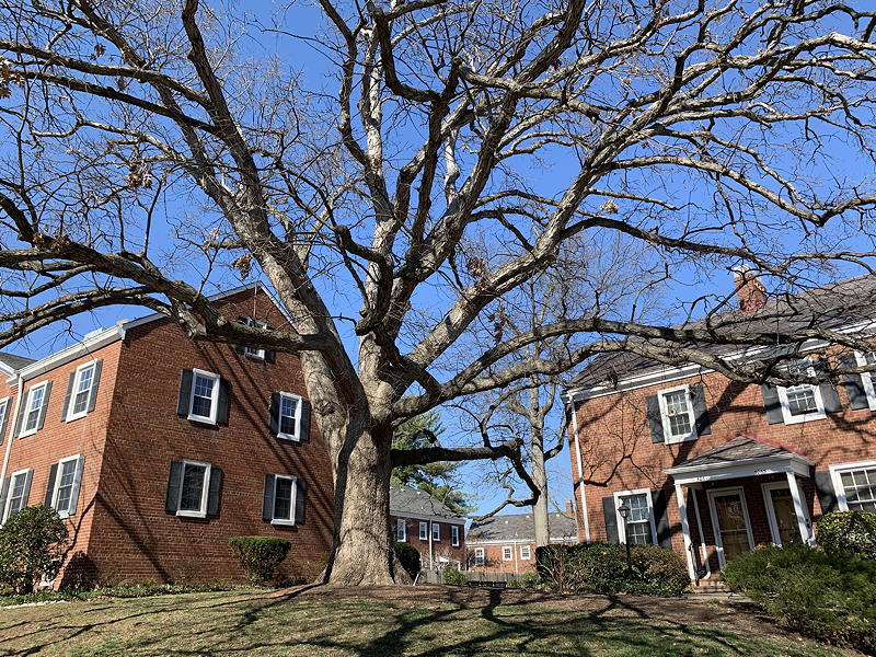 125-year-old white oak 