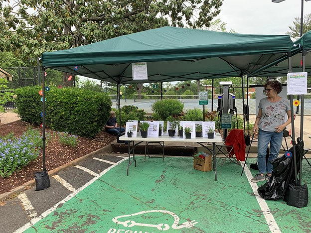 plants for sale on table under canopy