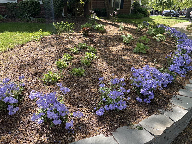 Another focal plant bed redesigned to include only native plants