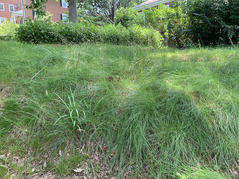 Hillside planted with EcoGrass