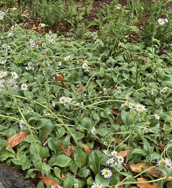 Pilot shade garden 