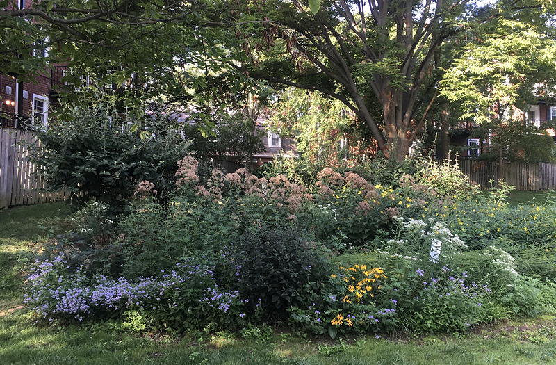 Rain garden 