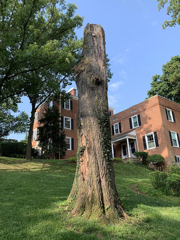 Partially cut down tree - snag