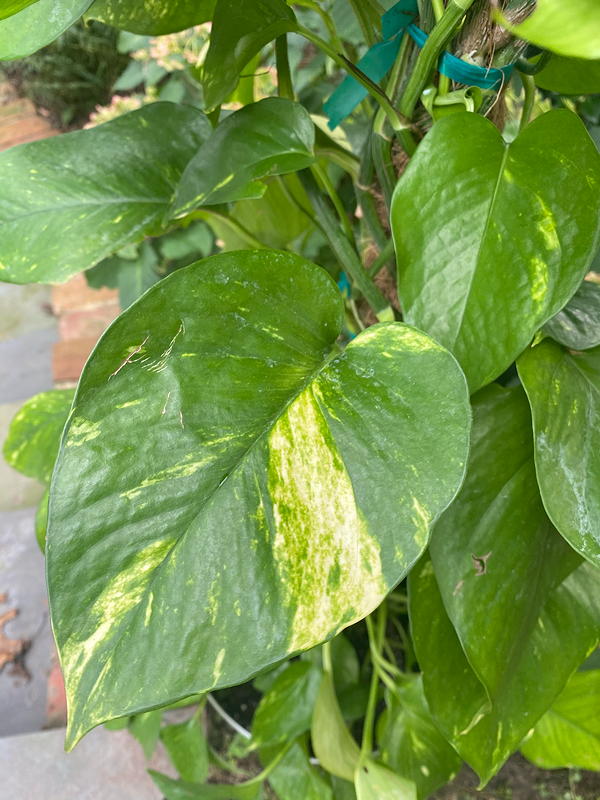 golden pothos