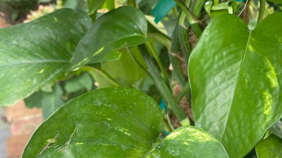 Golden pothos