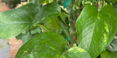 Golden pothos