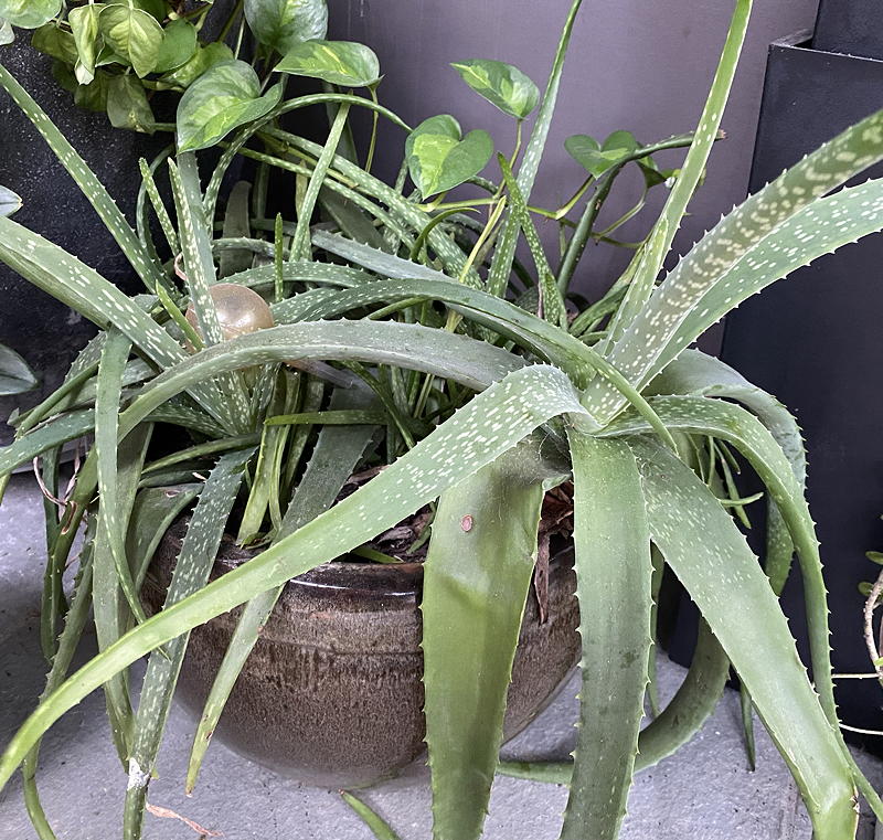 Multiple aloe vera plants in one pot.