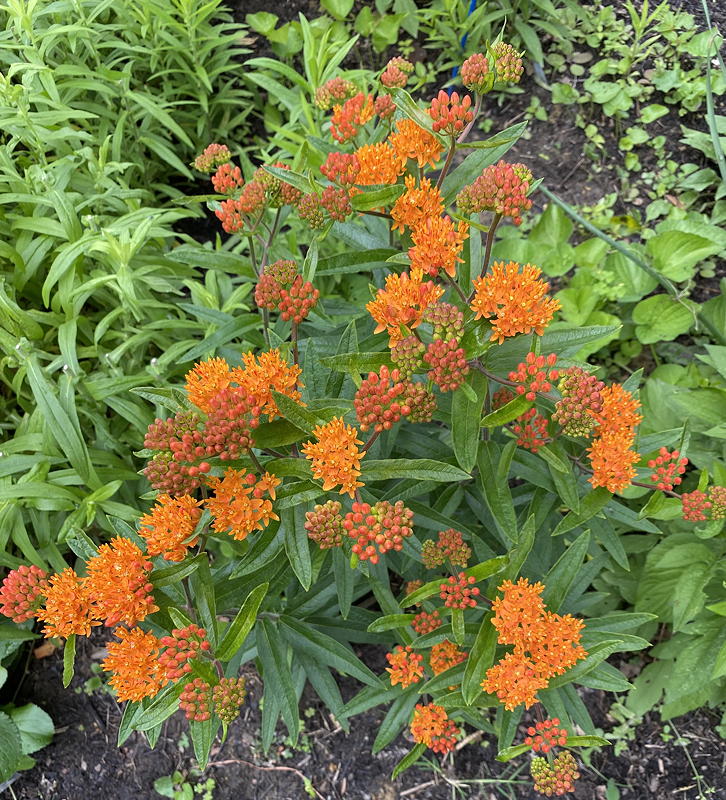 Native butterfly weed with orange blooms