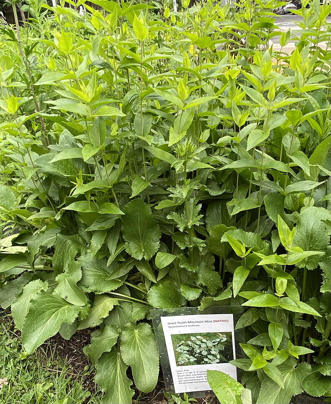 native_mountain_mint_with_signage