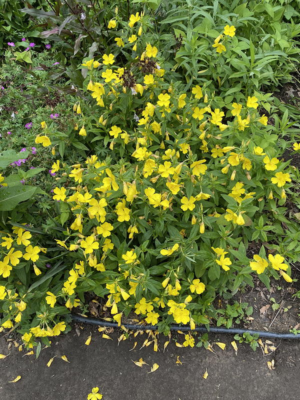 native sundrops in bloom