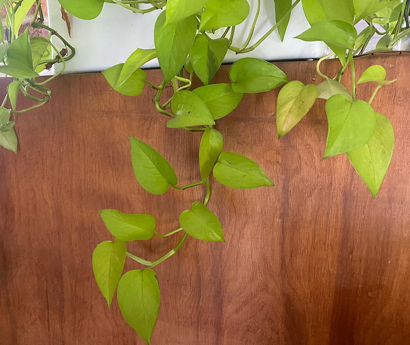 Neon lemon lime pothos