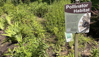 The pollinator garden