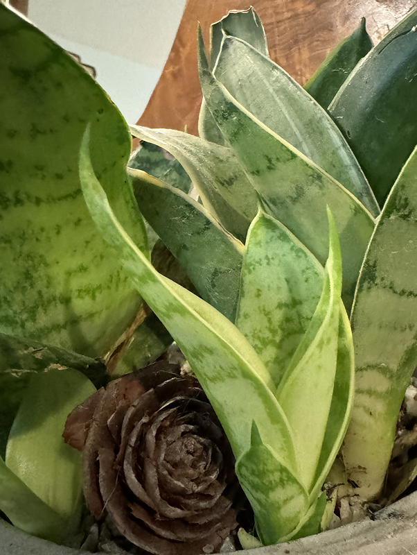 Sansevieria in pot