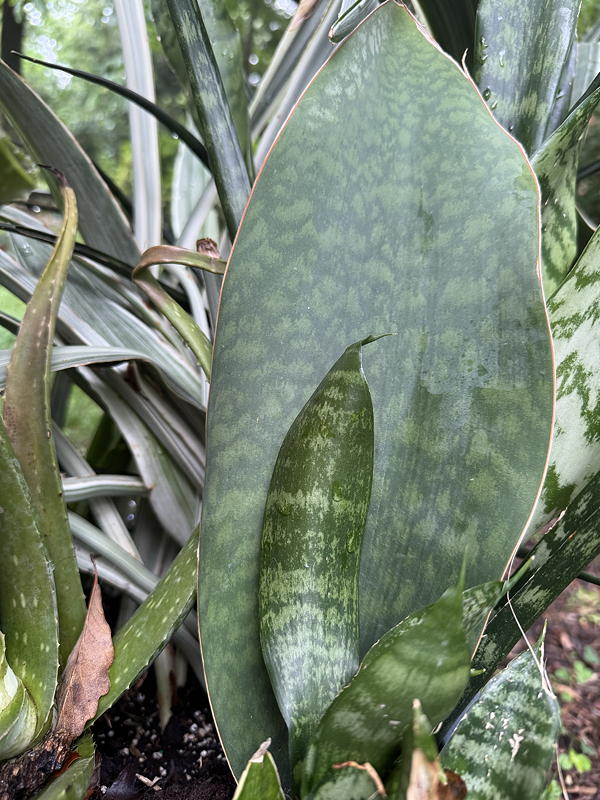 Sansevieria zeylanica snake plant and Sansevieria whale fin (Dracaena masoniana)
