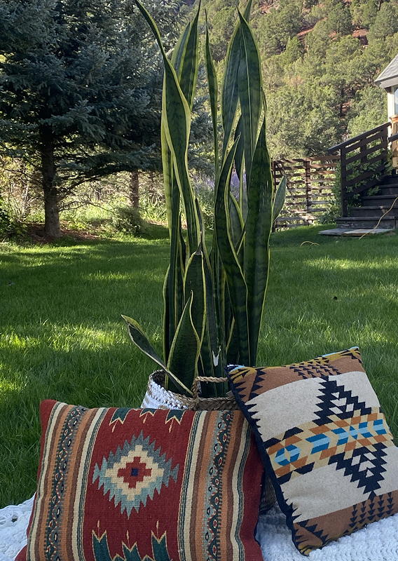 Sansevieria laurentii in landscape