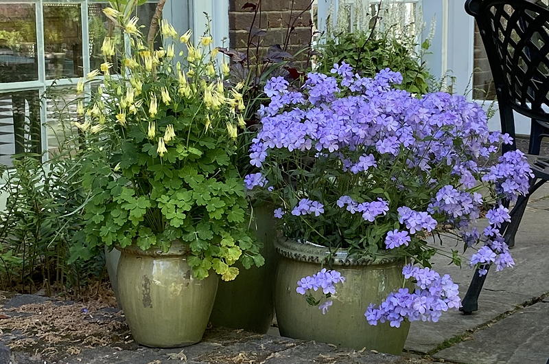 native plants in containers