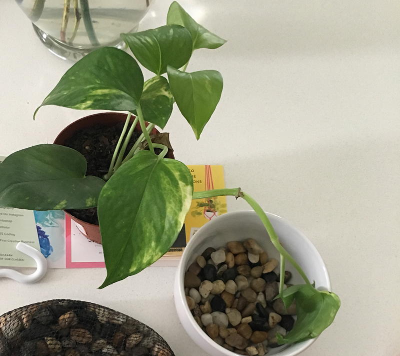 golden pothos in pot
