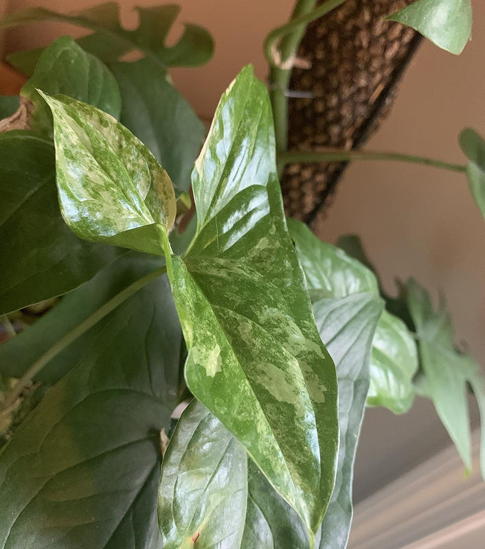 Syngonium albo variegated