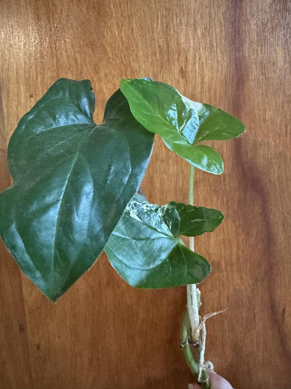Syngonium albo variegated cuttings